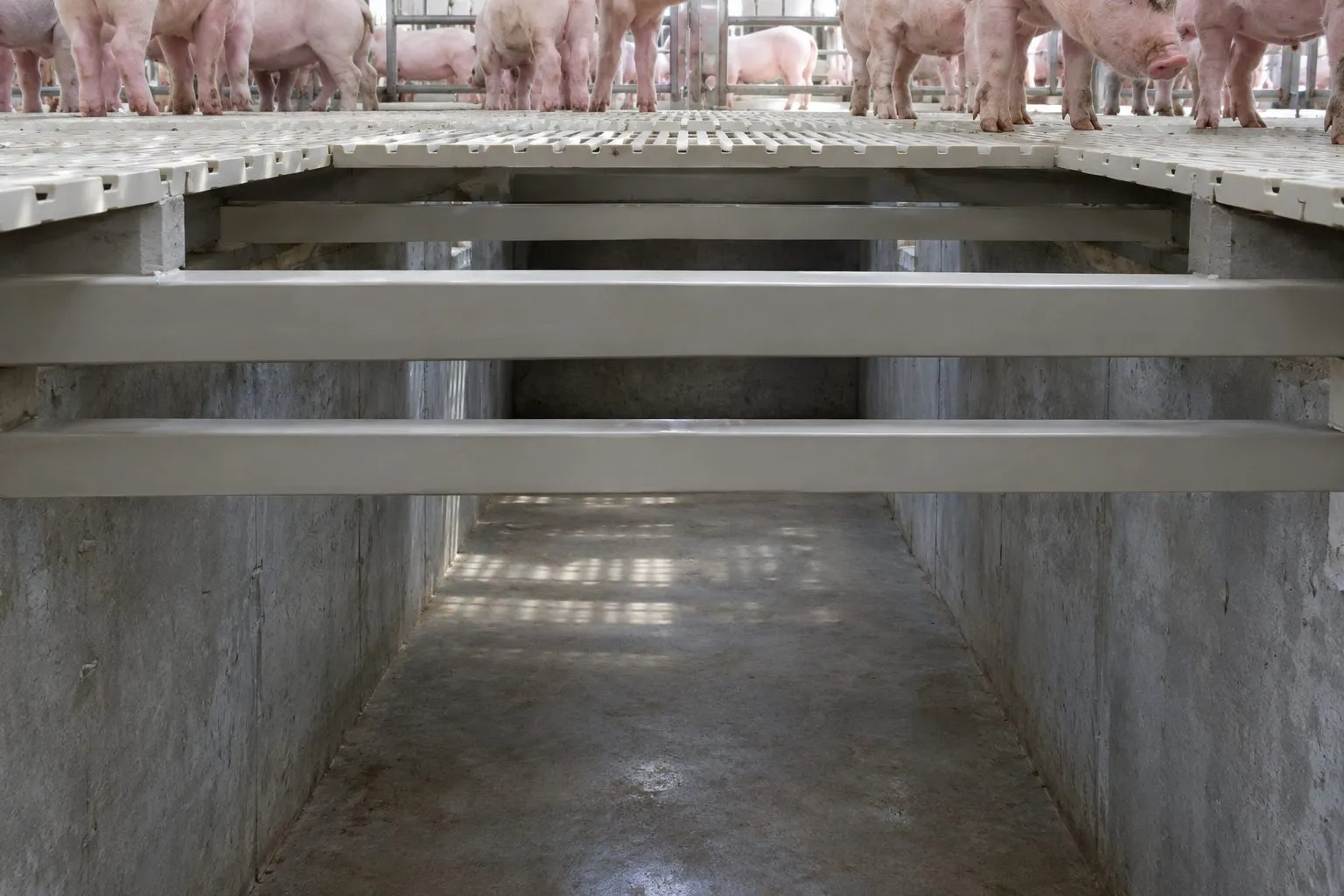 FRP floor beams under a slatted floor