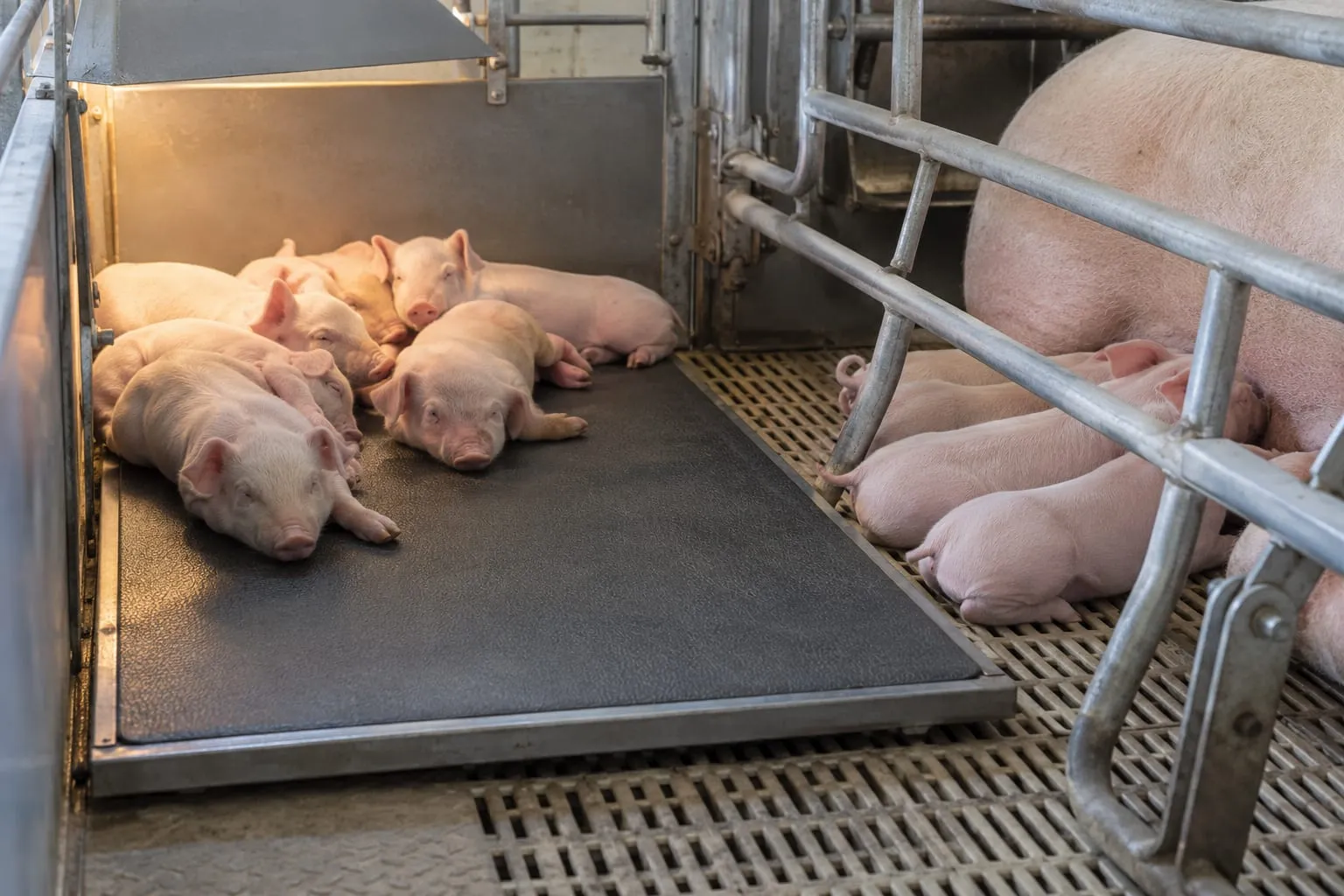 Piglet Warming Mats for a pig farm