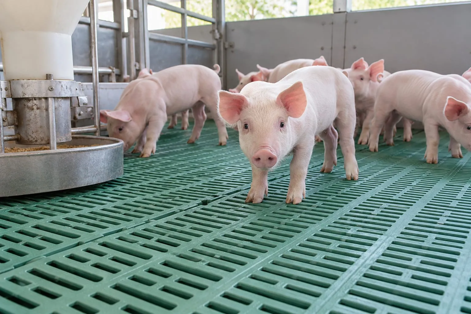 Plastic Slatted Floors for a pig farm