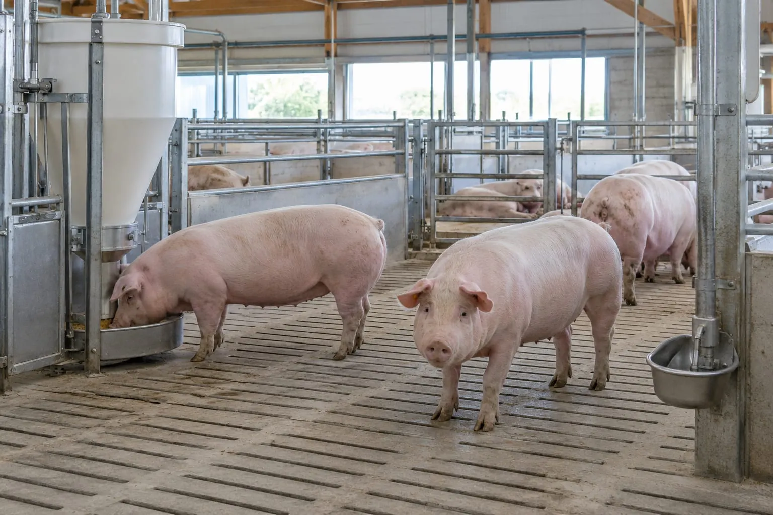 Group Housing Pens for Sows for a pig farm