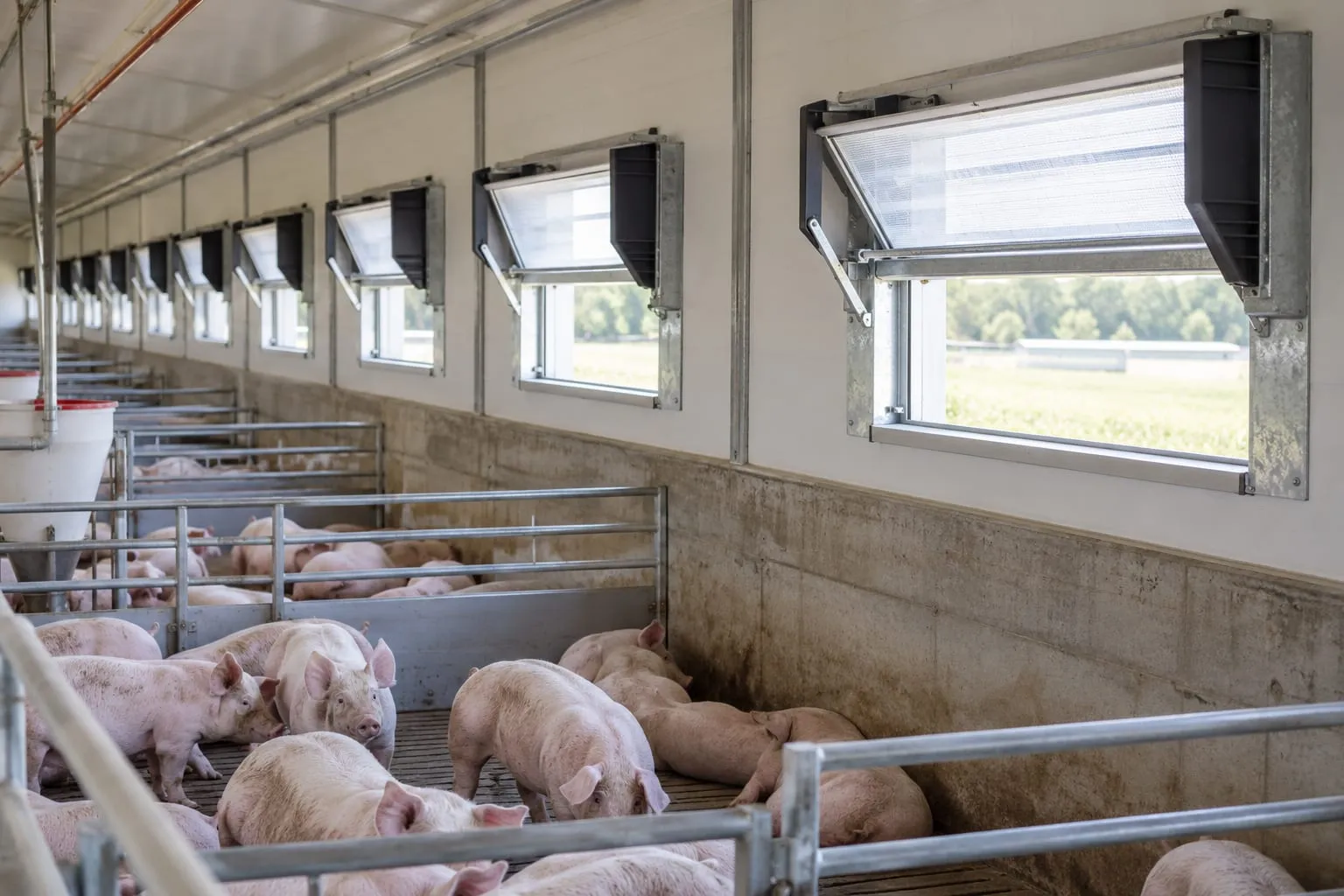 Ventilation Windows for a pig farm